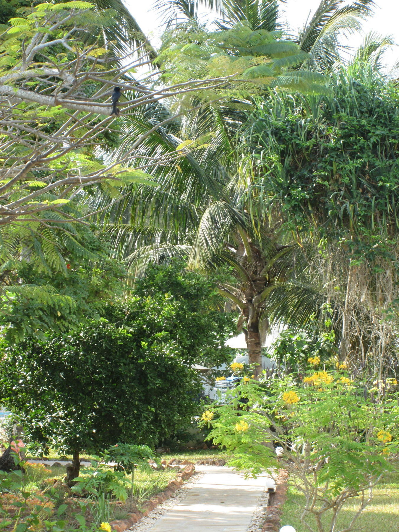 Flame Tree Cottages Нунгви Екстериор снимка